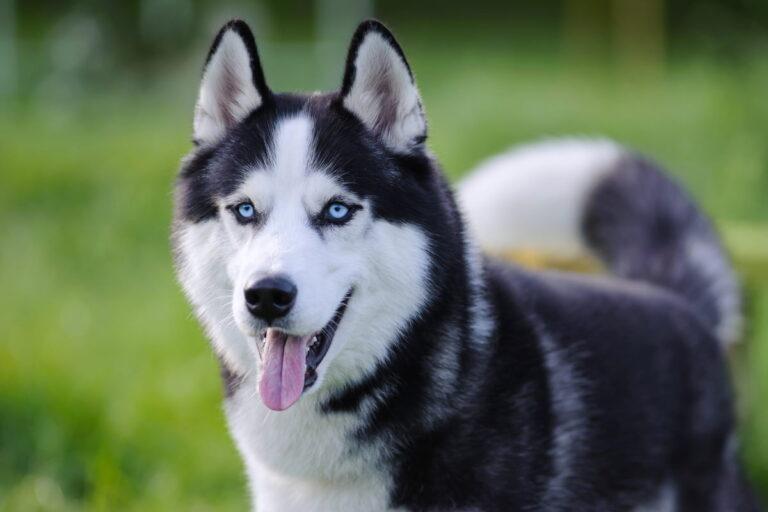 siberian husky dog with blue eyes outdoor in summer, closeup